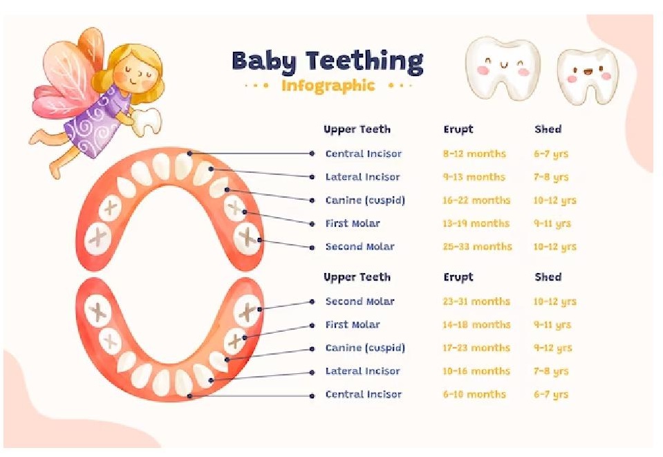 denti ENG